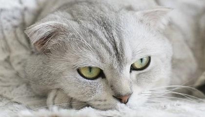 开云·体育官方网站入口-KPL赛区粉丝互动活动热烈举行，粉圈kpl什么意思